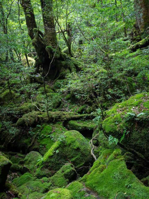 "The wisest and noblest teacher is nature itself." - Leonardo Da Vinci
Memories from Yakushima Island, Japan 📷
.
.
.
#yakushima #yakushimaisland #forestbathing #naturephotography